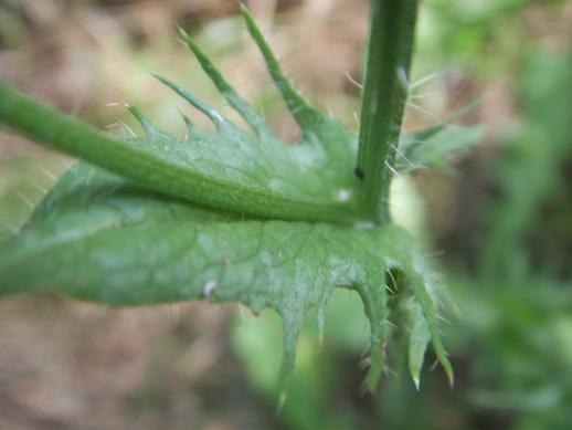 Crepis setosa / Radicchiella cotonosa